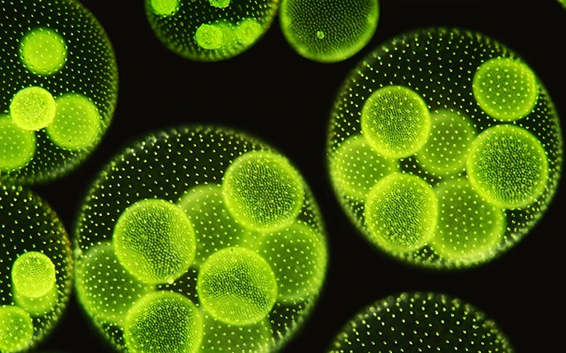 For Saudi chemist and Green Desert Tech founder Abdulmajeed Hashem, algae is nothing short of revolutionary. (Green Desert photo)