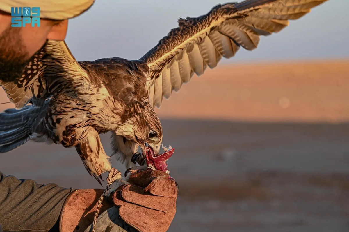 The Al-Hammad area is a renowned stopover for migratory birds during the hunting season, the Saudi Press Agency reported on Monday. (SPA)