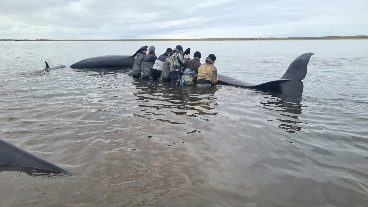 Stranded killer whales make their way to sea in Russia