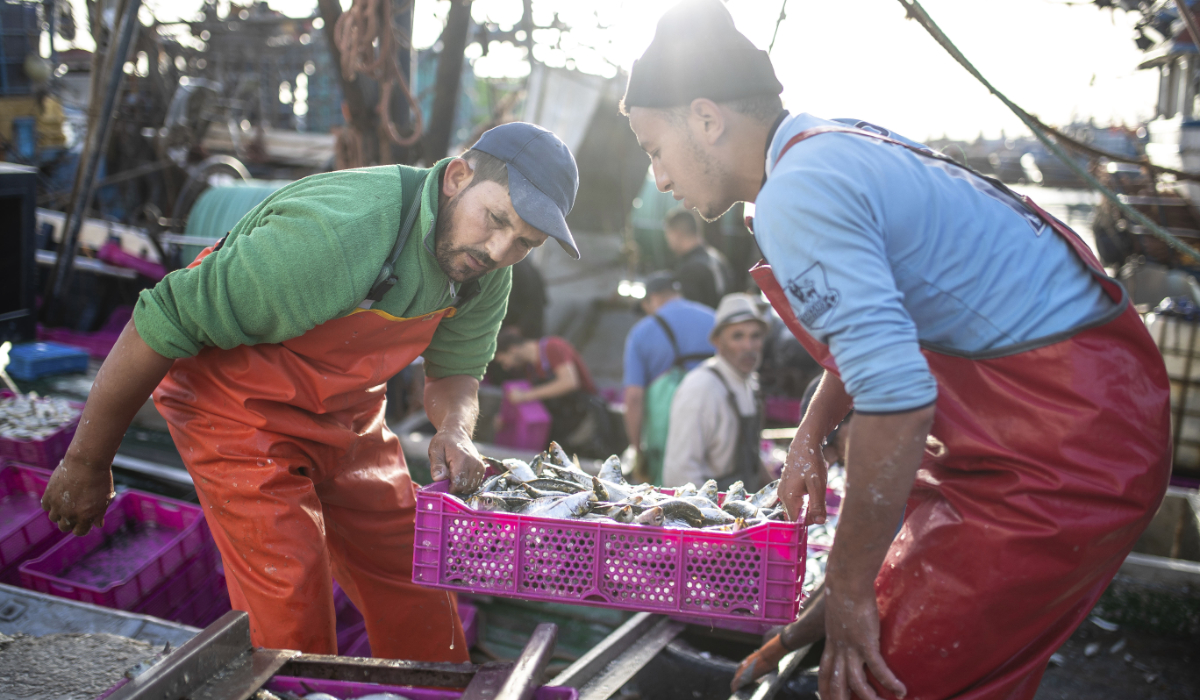 Fishermen transport their catch after docking in the main port in Dakhla city, Western Sahara, Monday, Dec. 21, 2020. (AP)
