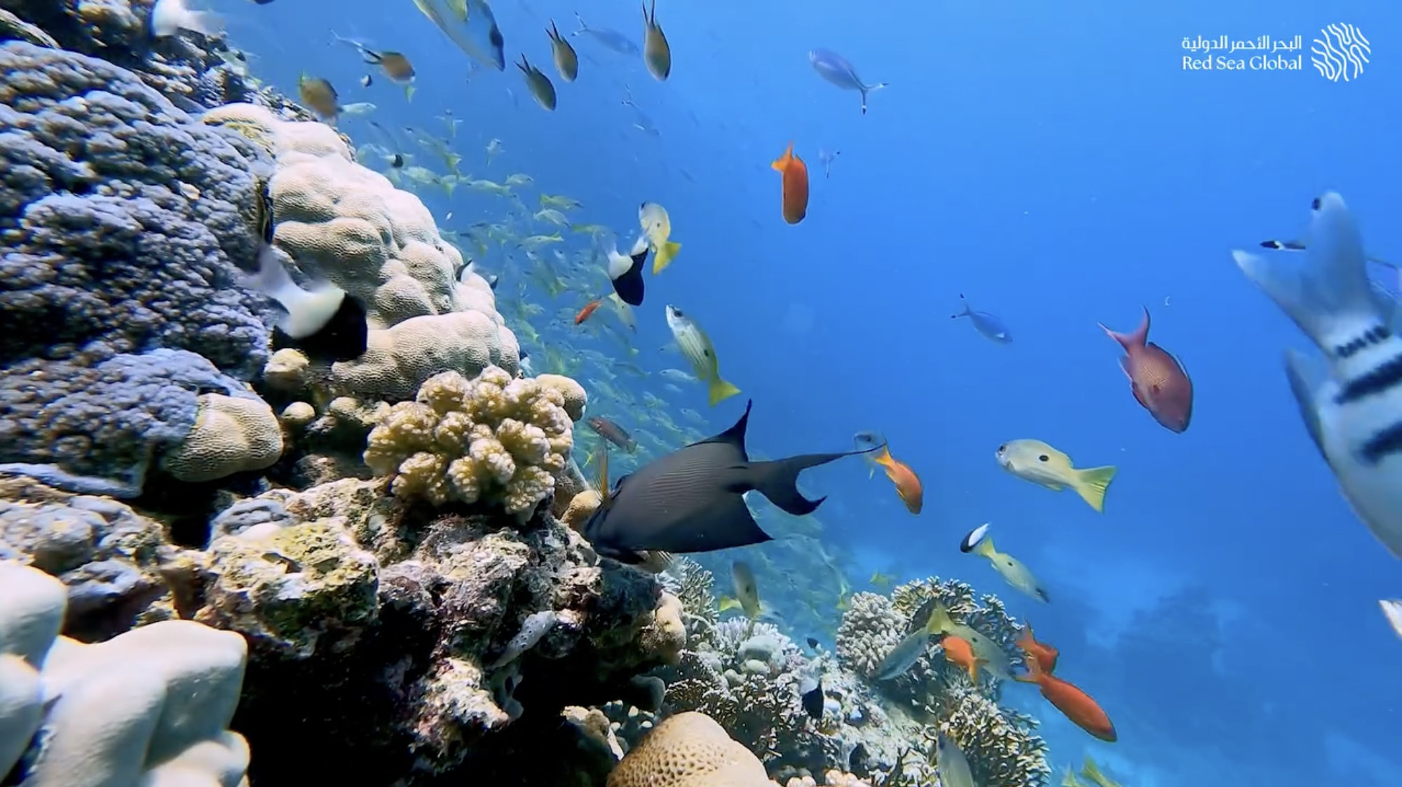 One of the jewels in Saudi Arabia’s marine crown is the Red Sea, which boasts more than 1,000 species of fish and about 265 types of coral. (RSG photo)