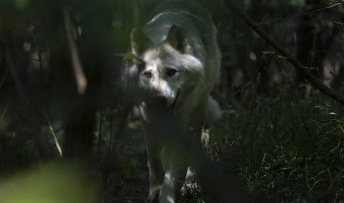 More than 150 armed personnel and dozens of government forestry officials were deployed to capture the wolves last month.. (File/AFP)