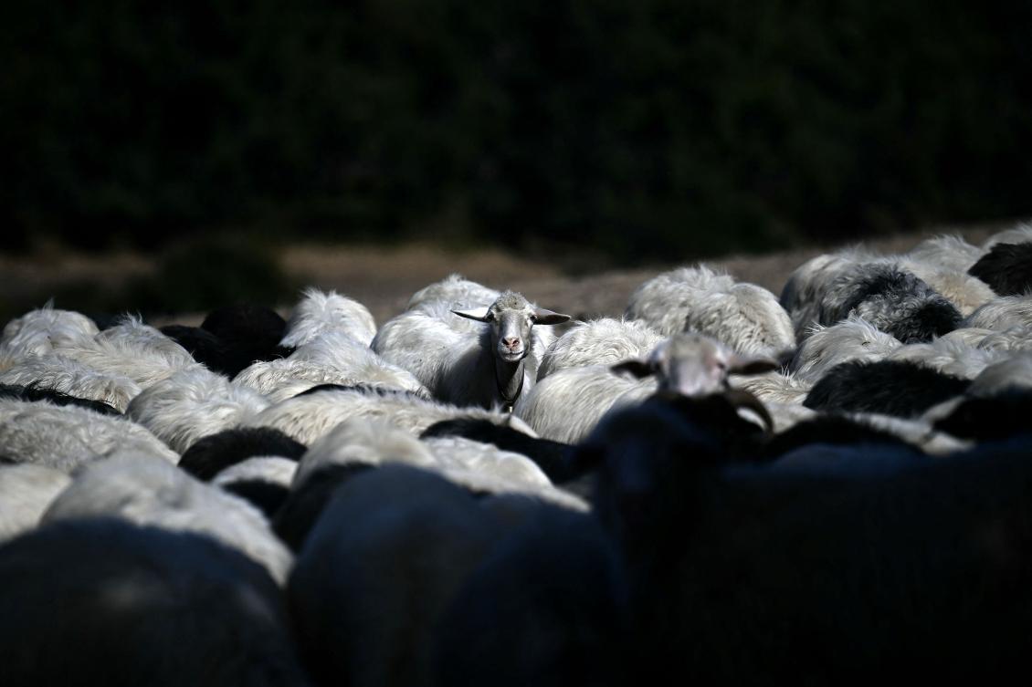 Sardinia’s sheep farmers battle bluetongue as climate warms
