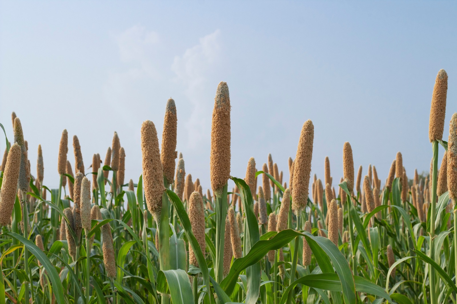 Saudi scientists at forefront of gene breakthrough that could boost food security