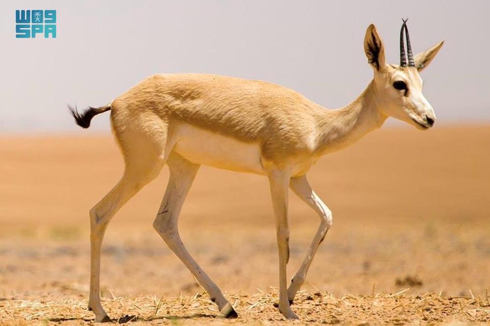 Recent conservation efforts in the reserve have supported the revival of this species. (SPA)