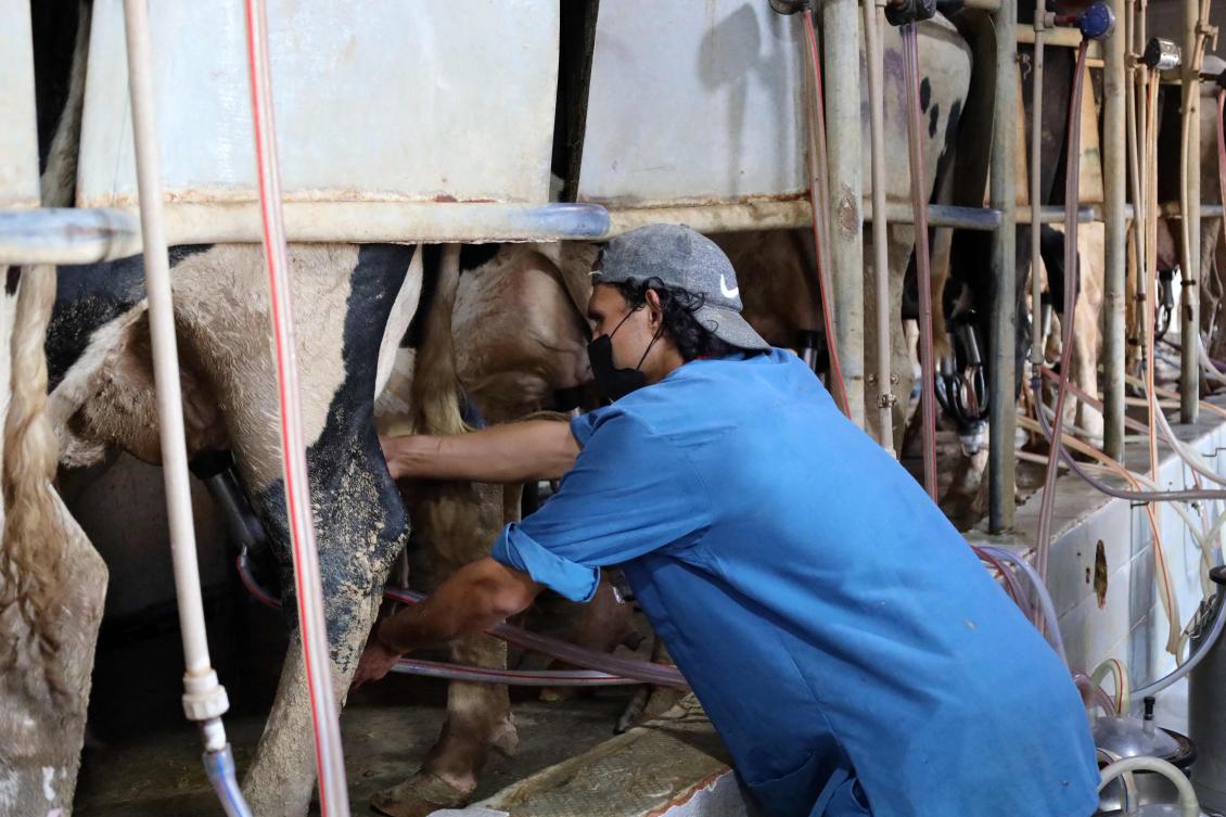 The outbreak in Libya has dealt a major blow to many cattle farmers, who say they have yet to receive vaccines for their animals as dairy and meat production suffers. (AFP)