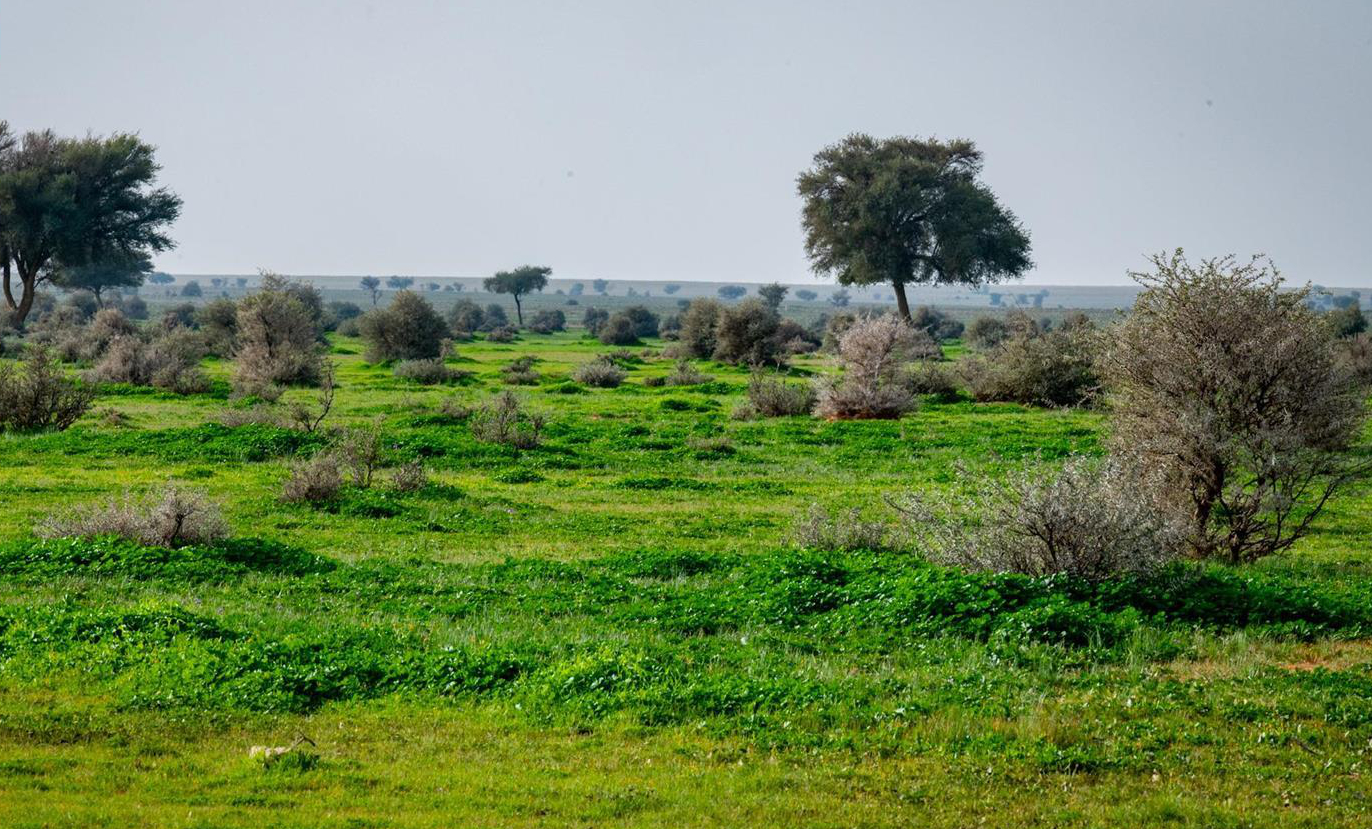 The region of Al-Taysiyah is characterized by the diversity of its topography, featuring flat land with red soil and sand dunes. (SPA)