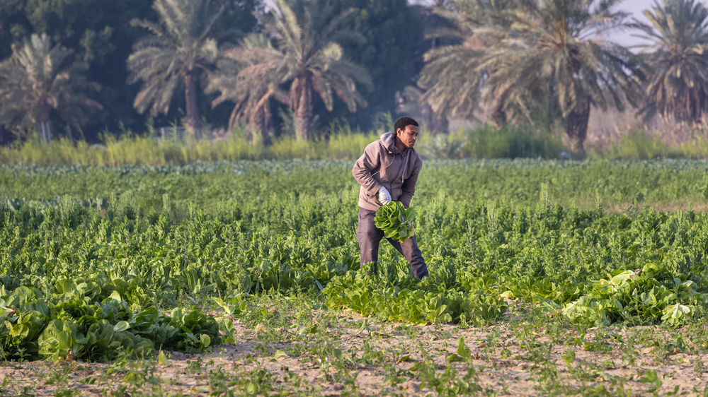 In alignment with Vision 2030, the Kingdom aims to expand its agricultural capabilities, ensuring food security and driving economic diversification as part of its broader sustainable development strategy. Shutterstock