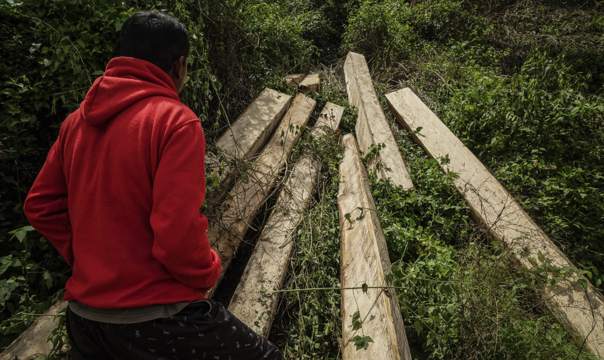 Indonesian forests pay the price for the growing global biomass energy demand