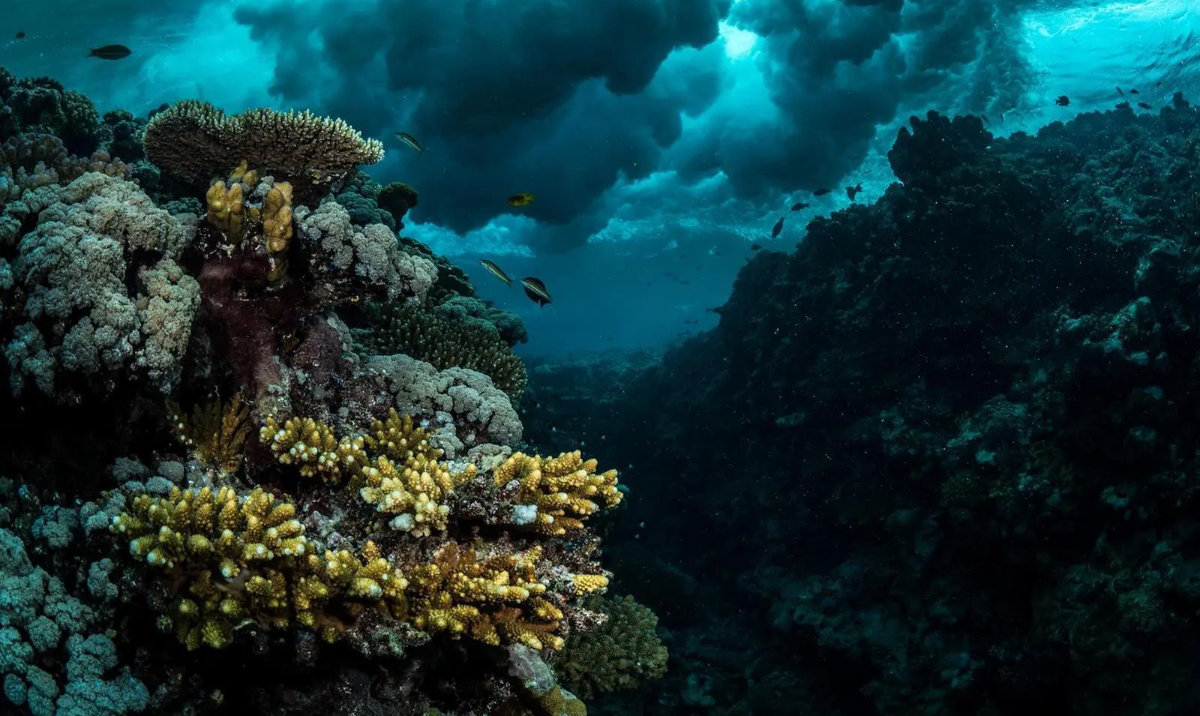 The Red Sea Coral Reef Fish and Fisheries Forum began in Jeddah on Tuesday. (SPA/File)