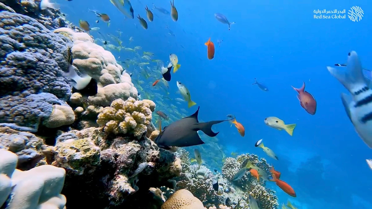 One of the jewels in Saudi Arabia’s marine crown is the Red Sea, which boasts more than 1,000 species of fish and about 265 types of coral. (RSG photo)