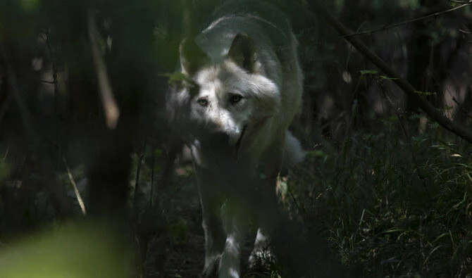 More than 150 armed personnel and dozens of government forestry officials were deployed to capture the wolves last month.. (File/AFP)