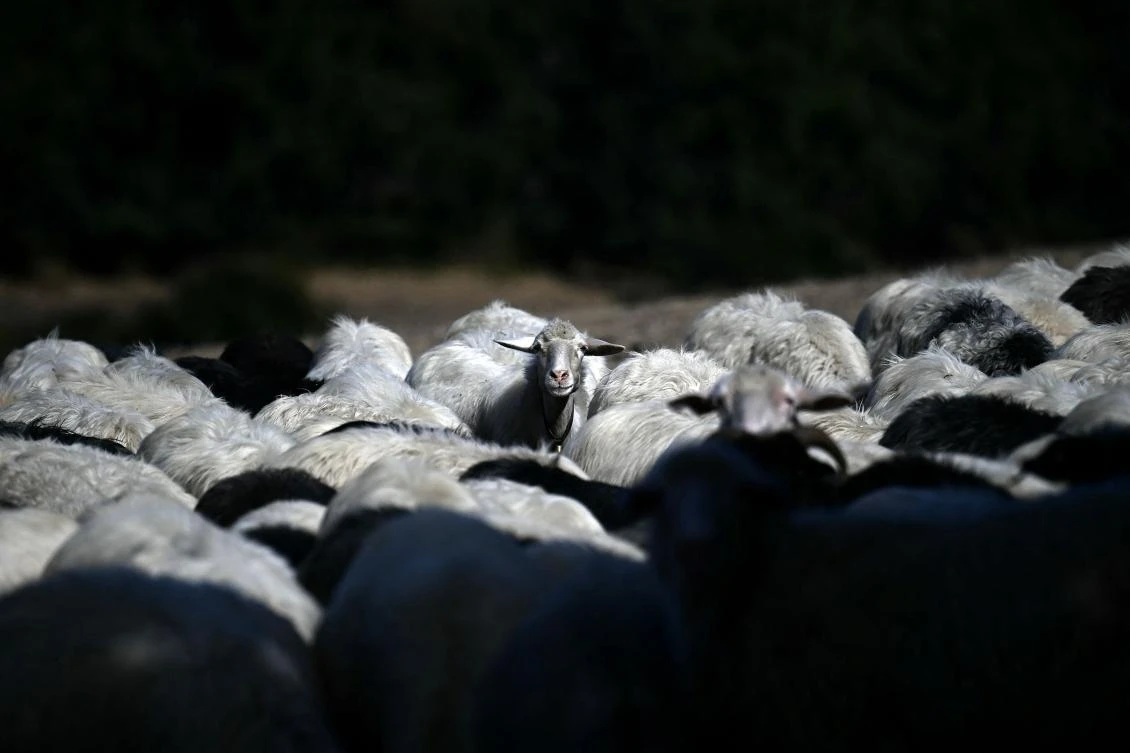 Sardinia’s sheep farmers battle bluetongue as climate warms