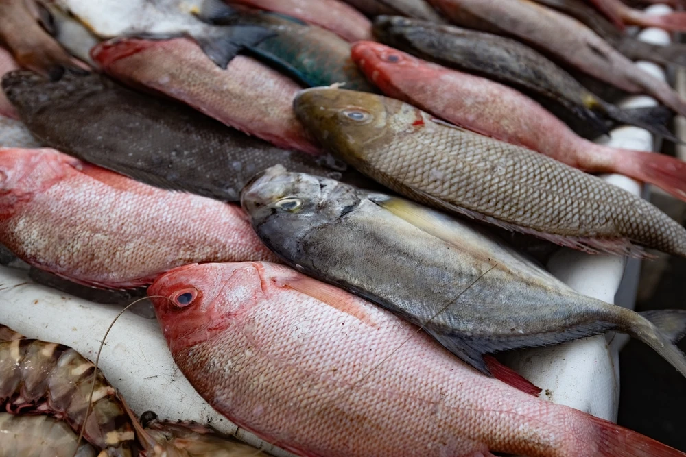 Saudi Arabia’s National Fisheries Development Program is focused on sustainably boosting the economic role of the fisheries and aquaculture sector. Shutterstock