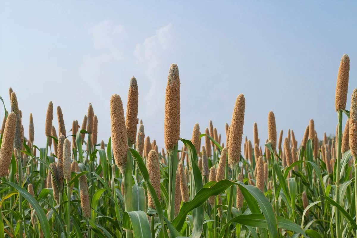Saudi scientists at forefront of gene breakthrough that could boost food security