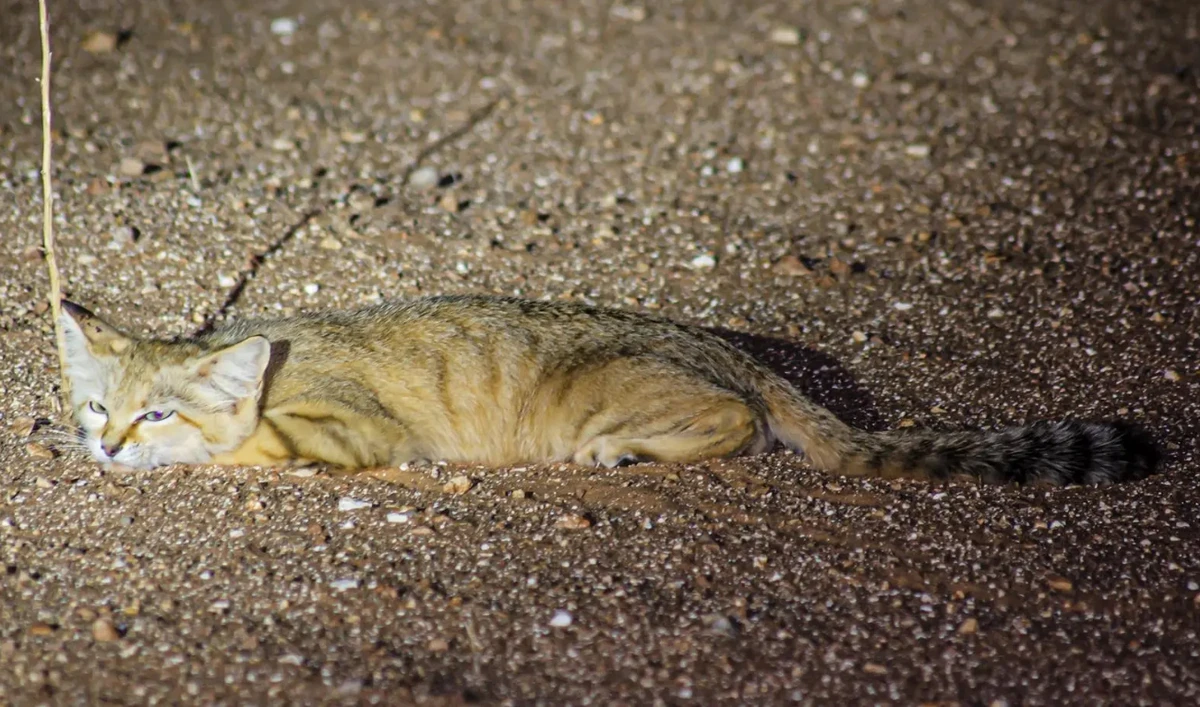 The sand cat lives in sandy and stony desert areas, away from people, in rugged terrain that abounds with plants. (SPA)