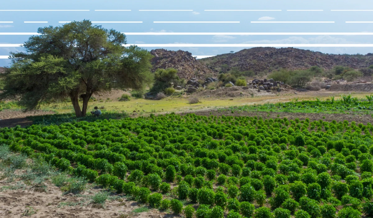 The initiative aims to educate farmers about the benefits of genetically improved varieties in boosting crop production. (Photo: @MEWA_KSA)
