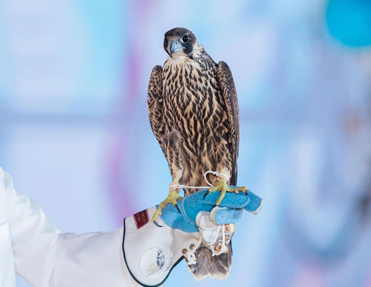 Two falcons fetch big bucks at Riyadh auction