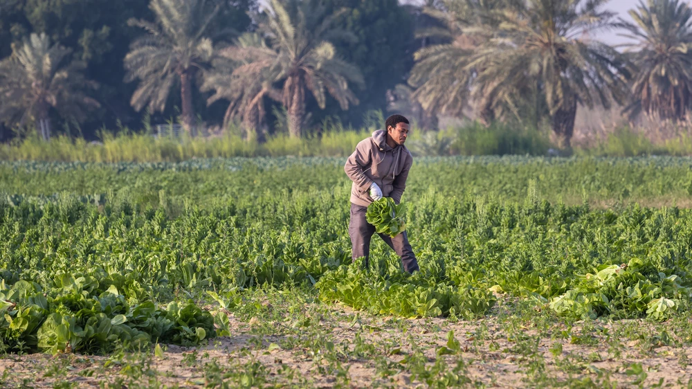 In alignment with Vision 2030, the Kingdom aims to expand its agricultural capabilities, ensuring food security and driving economic diversification as part of its broader sustainable development strategy. Shutterstock