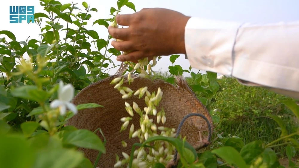 Jazan Agricultural Research Center has extracted oil from the region’s renowned jasmine flowers. (SPA)