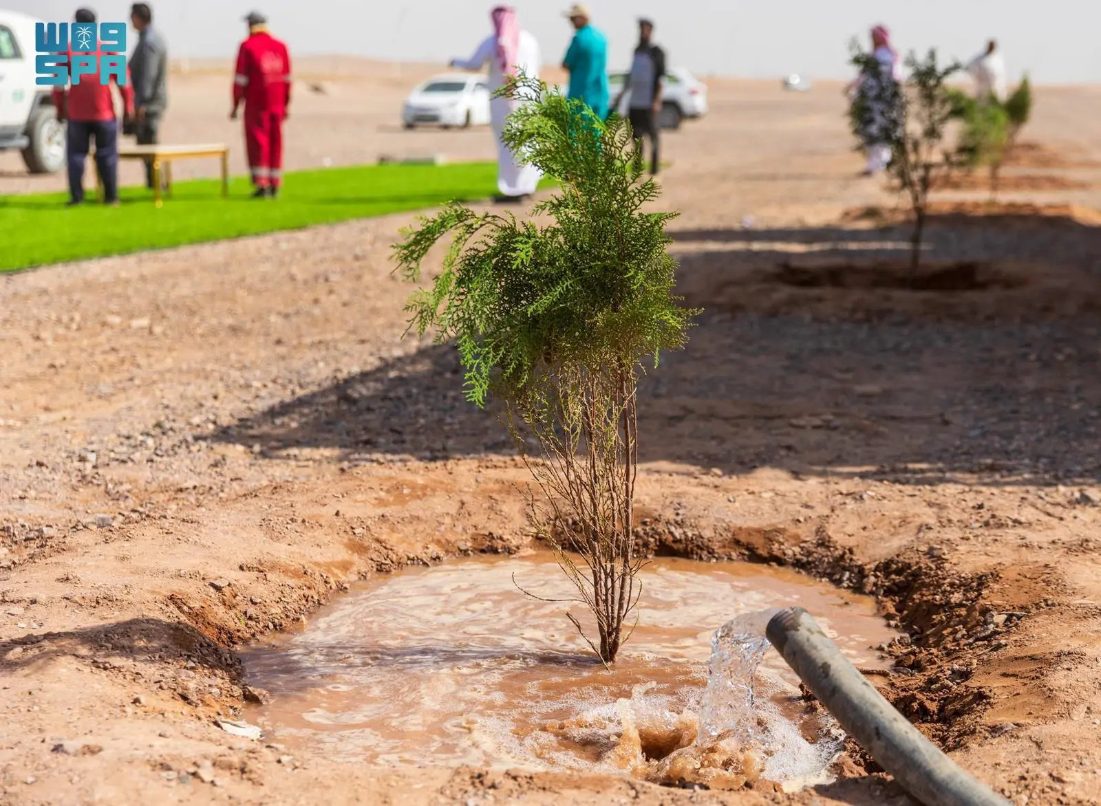 Madinah's greening plans include planting 50,000 water-efficient and environmentally sustainable trees, alongside wild plant species. (SPA)