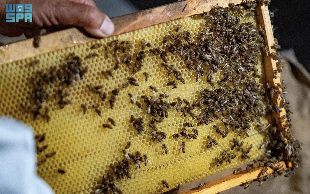 Taif: A bee paradise, flourishes among wild flora