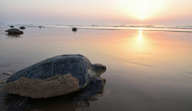 More than 90 academics and experts in environmental sciences and biodiversity conservation from 10 countries participated in the first International Symposium for the Conservation of Sea Turtles in the Red Sea. (AFP/File)