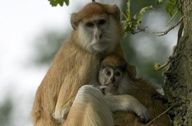 43 monkeys escape from a South Carolina medical lab. Police say there is no serious danger