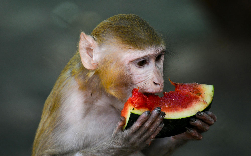 Prison break: Monkeys escape from South Carolina medical research facility