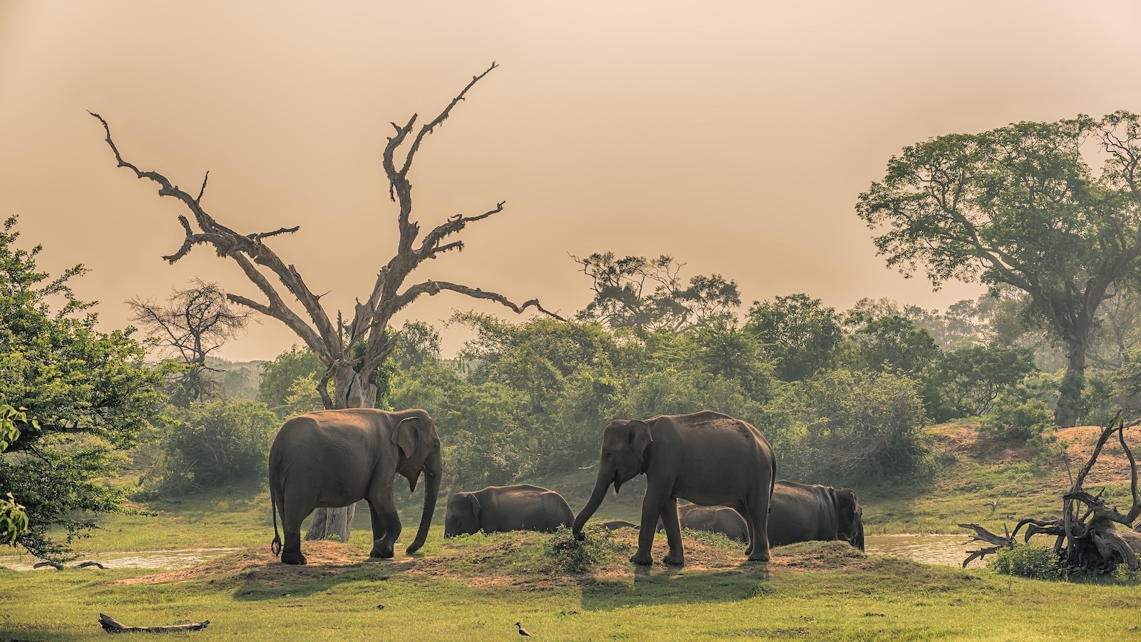 A group of elephants at a watering hole in Yala National Park, Sri Lanka. (Shutterstock)