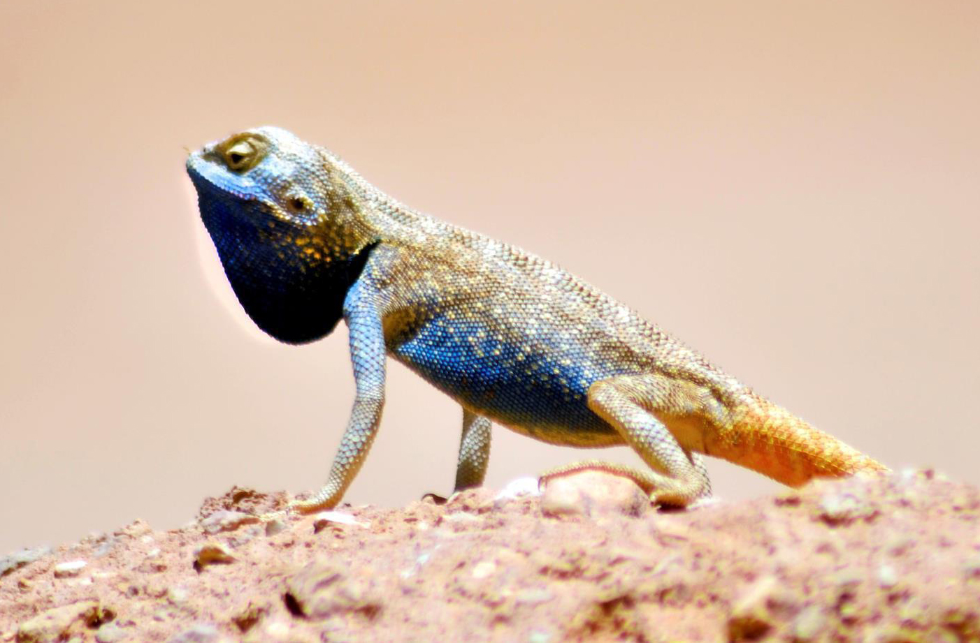 The lizard, notable for its striking coloration, has appeared in the Arar desert environment. (SPA)