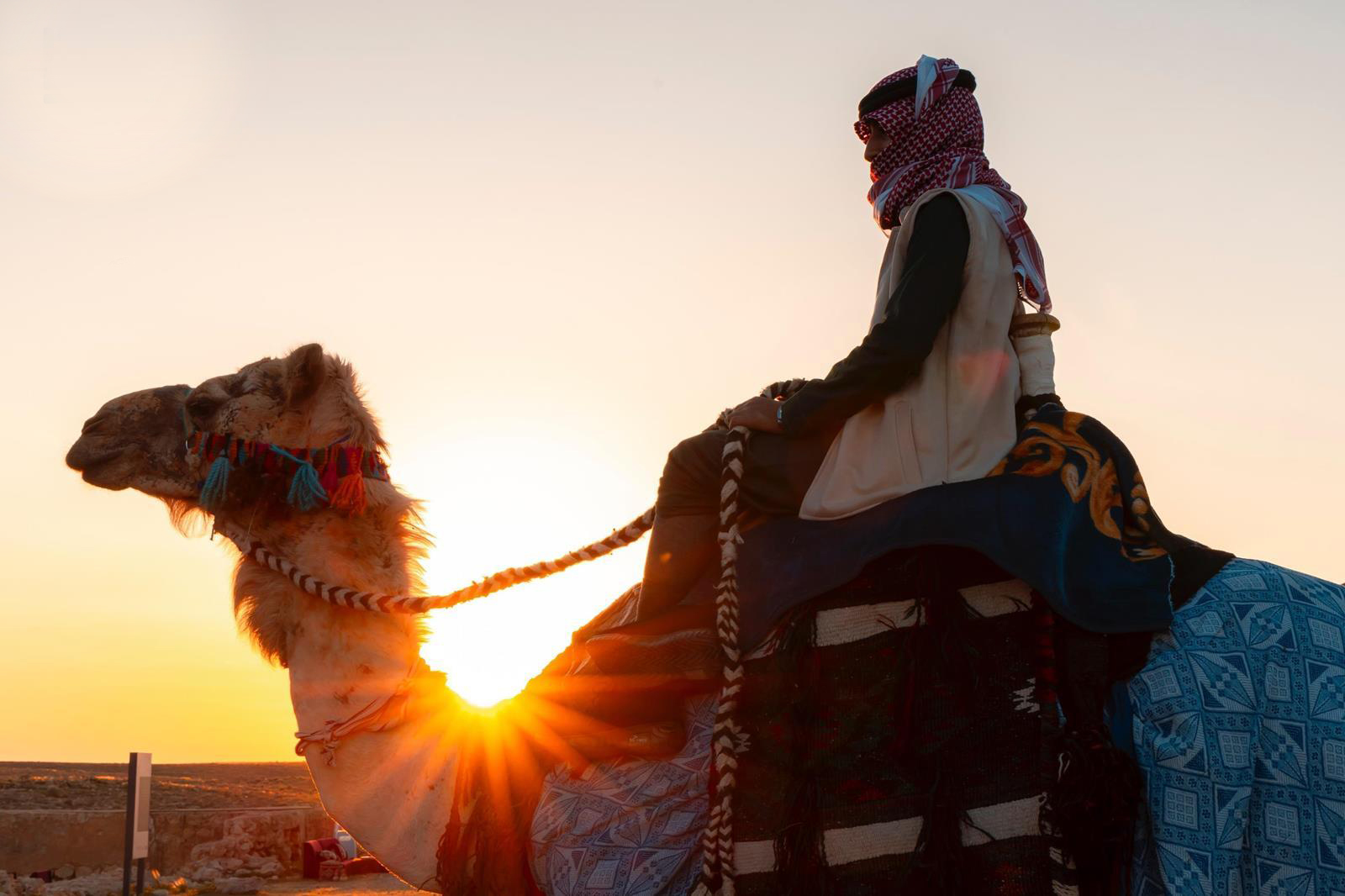Sales of camels at specific festivals have reached an impressive SR350 million, highlighting their popularity and economic significance. (SPA)