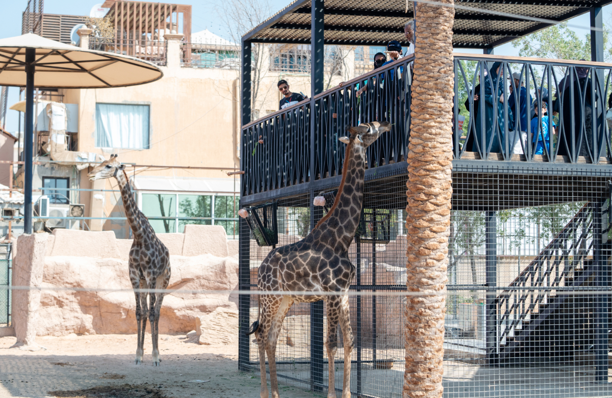 Several rare and endangered animals have been born so far at the site, and the zoo also witnessed the Gulf’s first animal birth by cesarean section. (Supplied)