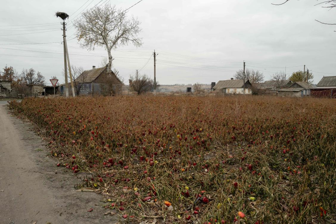 This photograph shows an abandoned pepper field among the houses in Konstantinopil, Donetsk region, on 13 November 2024. (AFP)