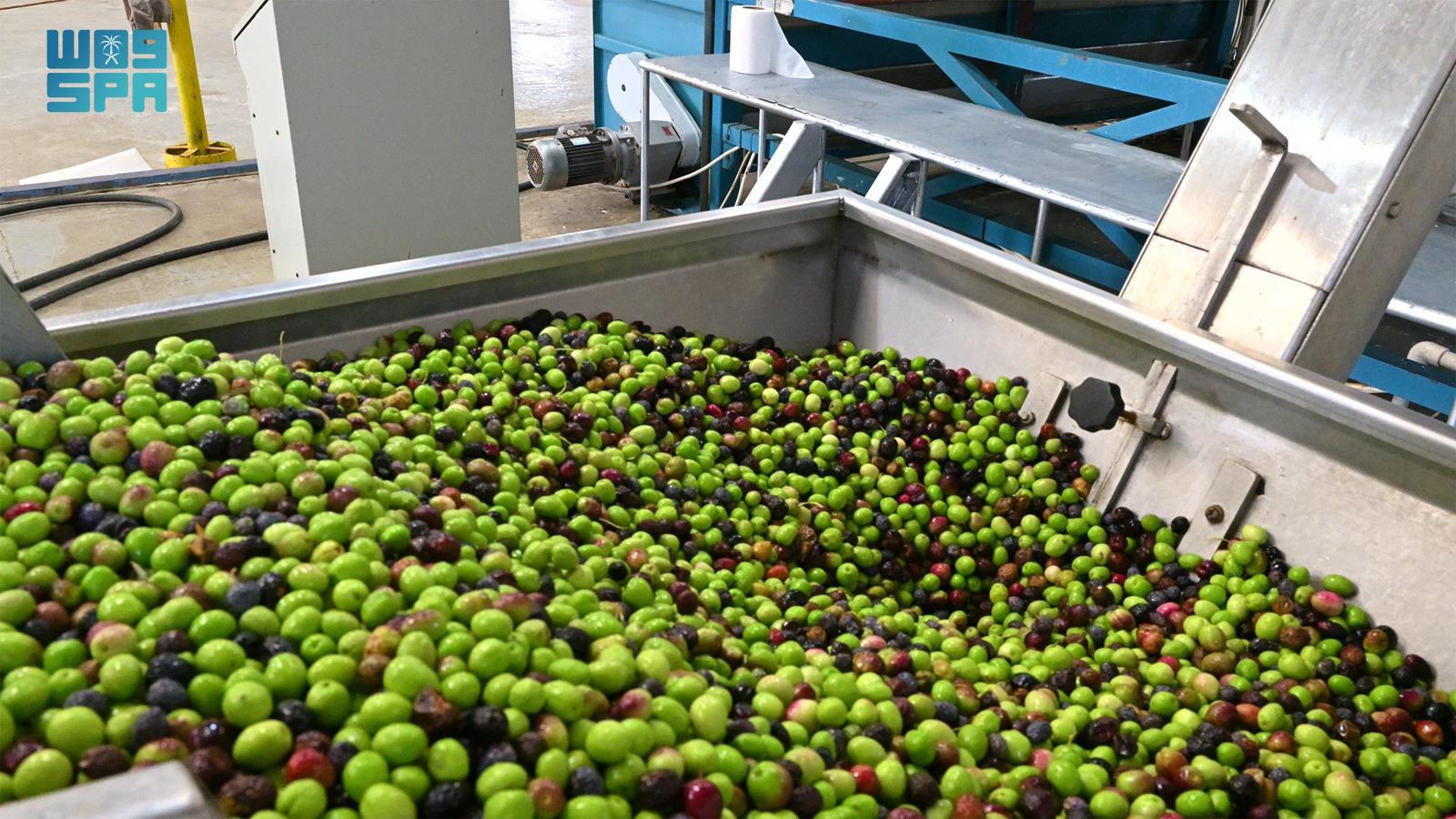 The geography of the Tabuk region and its proximity to a Mediterranean climate, makes it one of the Kingdom’s most important areas for producing various crops, including olives.