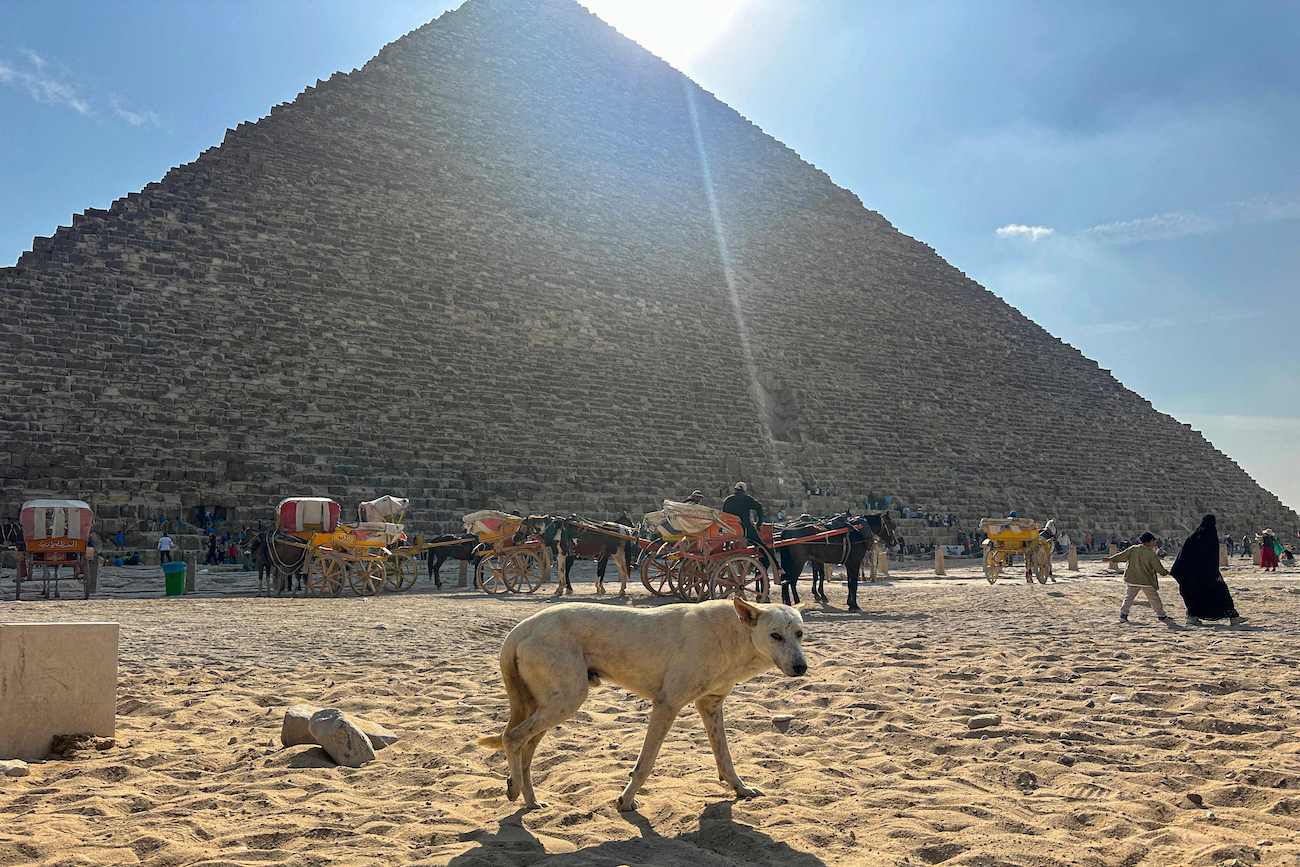 Stray dogs in Giza become tourist draw after ‘pyramid puppy’ sensation