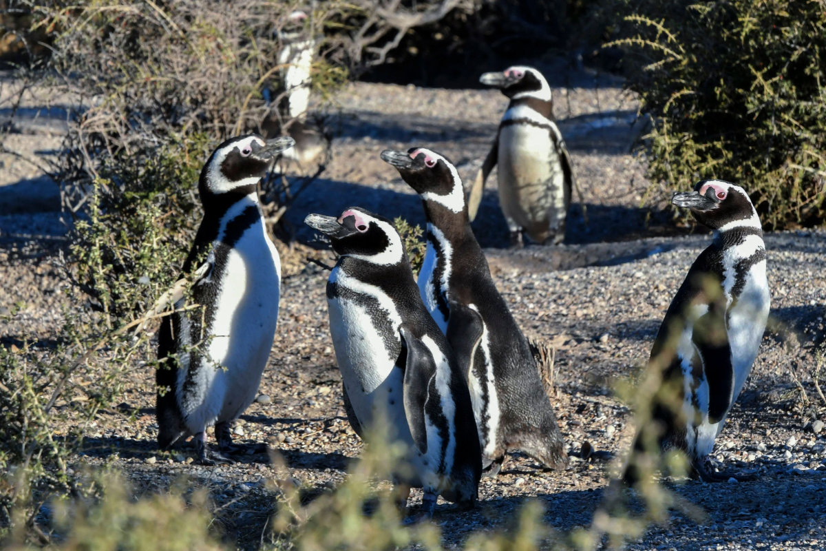 Magellanic penguins walk on a path in Punta Clara, near the Punta Tombo National Reserve where a livestock farmer destroyed penguin nests and killed plenty of chicks, earning himself a well-deserved jail sentence. (AFP)