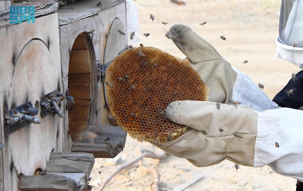 Sidr honey, which is renowned for its health benefits, is particularly prized for its antioxidant properties and ability to strengthen the immune system. (SPA)