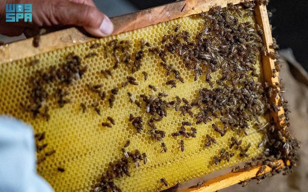 In the heart of Saudi Arabia, Taif’s beekeepers are revolutionizing honey production while staying true to their craft’s ancient roots. (SPA)