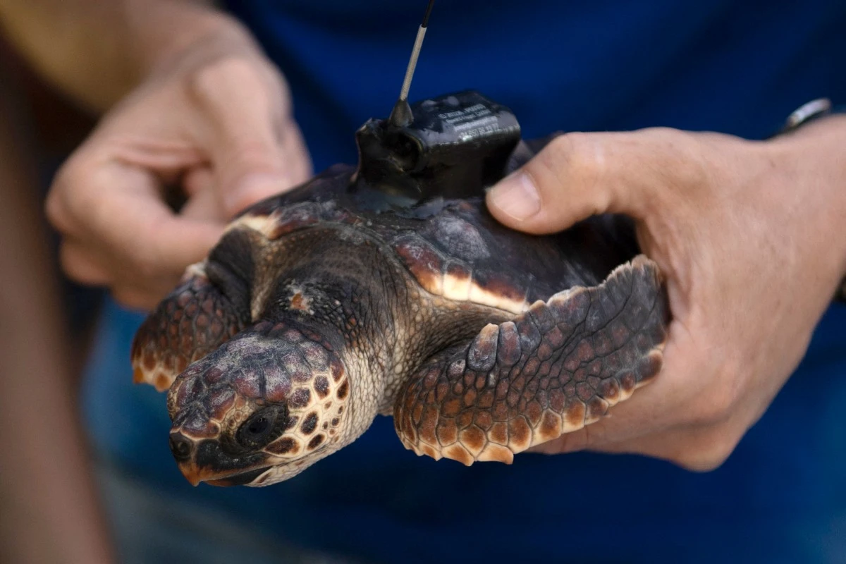 Saudi Arabia to host global symposium for sea turtle conservation in Jeddah