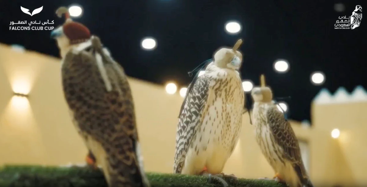 In this screen grab from a video posted on the social media platform X, falcons are shown under auction at the Saudi Falcon Club in Malham, north of Riyadh, on Friday. (X: @SaudiFalconClub)