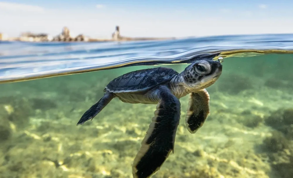 Saudi foundation discovers largest recorded sea turtle nesting site in Red Sea