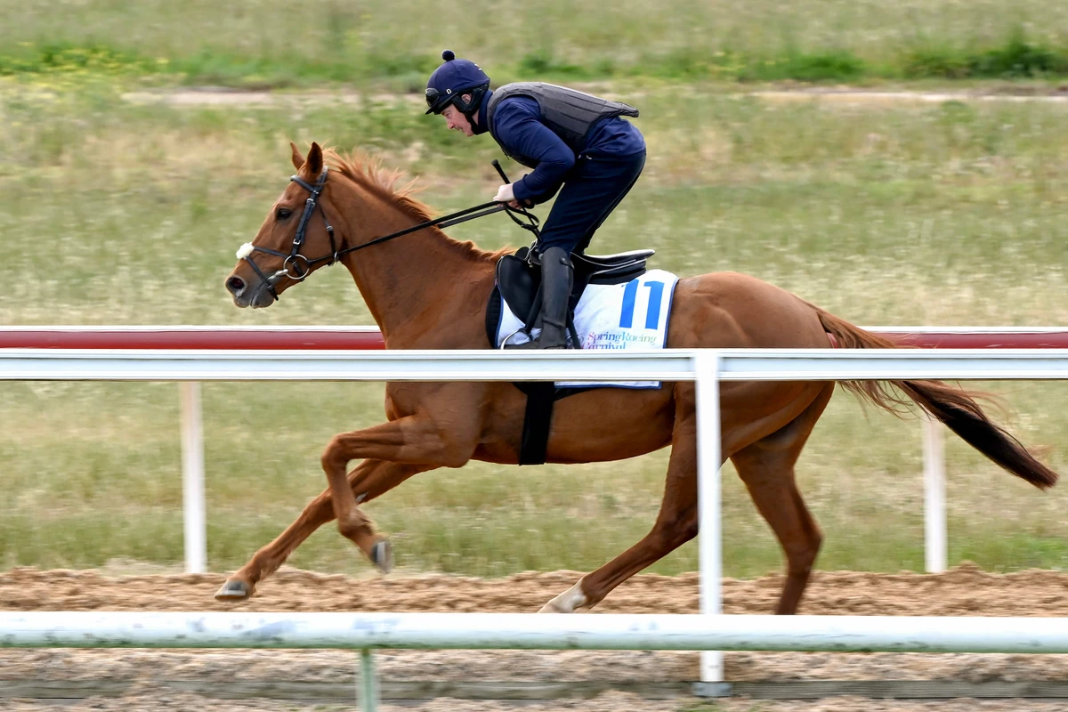 Irish jockey David Casey rides the race’s joint-favorite Vauban during early morning trackwork at Werribee Racing Club in Werribee, a suburb of Melbourne as they prepare for the upcoming Melbourne Cup horse race. (AFP)