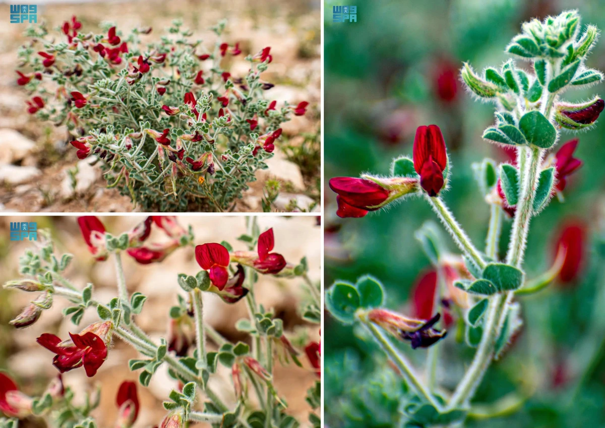 Wild Lotus is originally native to the east of the Mediterranean Sea to the Arabian Peninsula. It grows in arid regions or the dry shrubland biome, in countries and areas such as Saudi Arabia, Iraq, Lebanon, Syria, Palestine, and in the Sinai Peninsula. (SPA)
