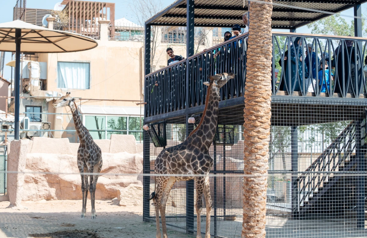 Several rare and endangered animals have been born so far at the site, and the zoo also witnessed the Gulf’s first animal birth by cesarean section. (Supplied)