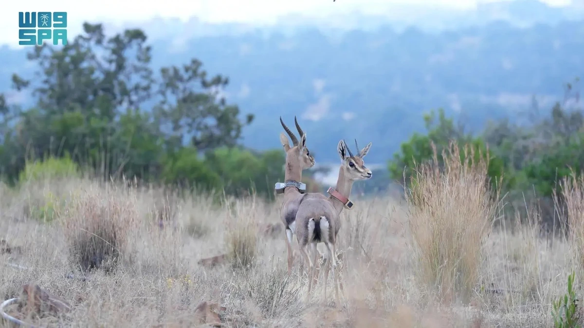 26 endangered animals return home — Al-Souda release marks conservation milestone