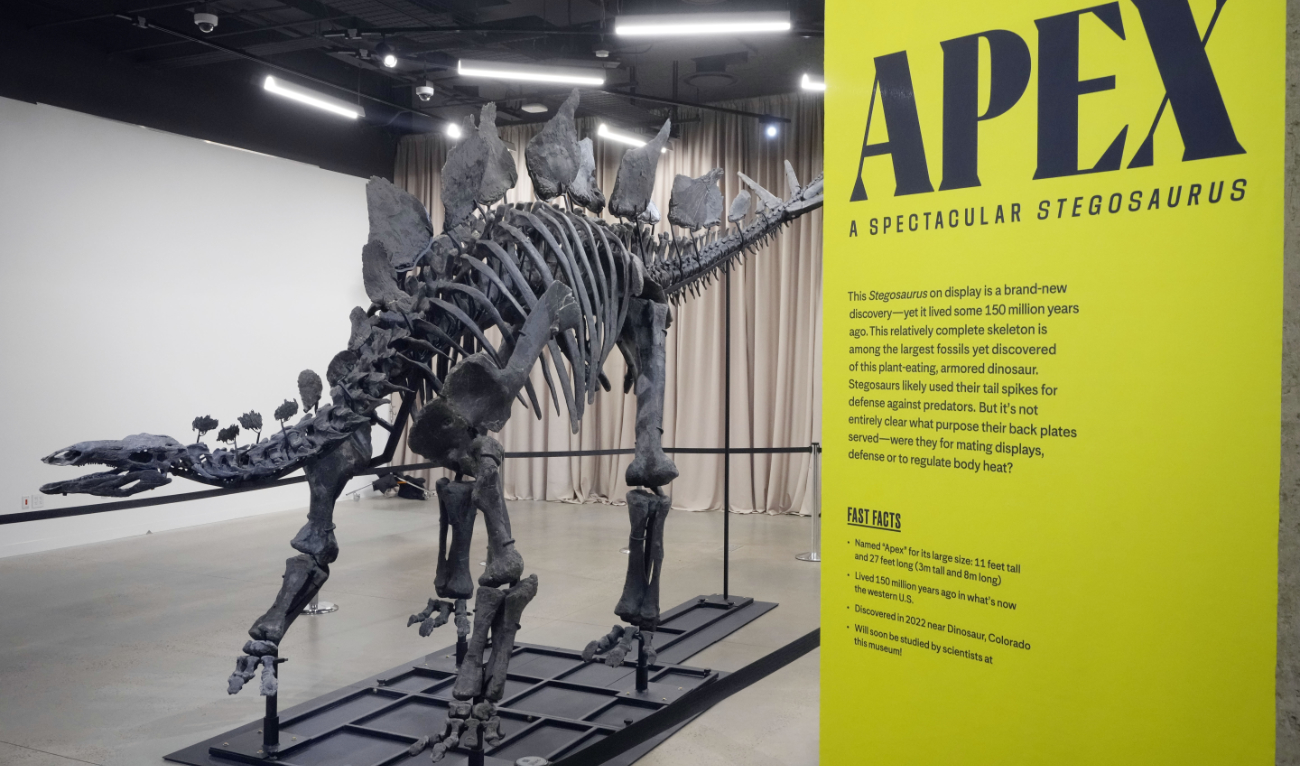 New York museum unveils ‘Apex’ — an almost complete Stegosaurus