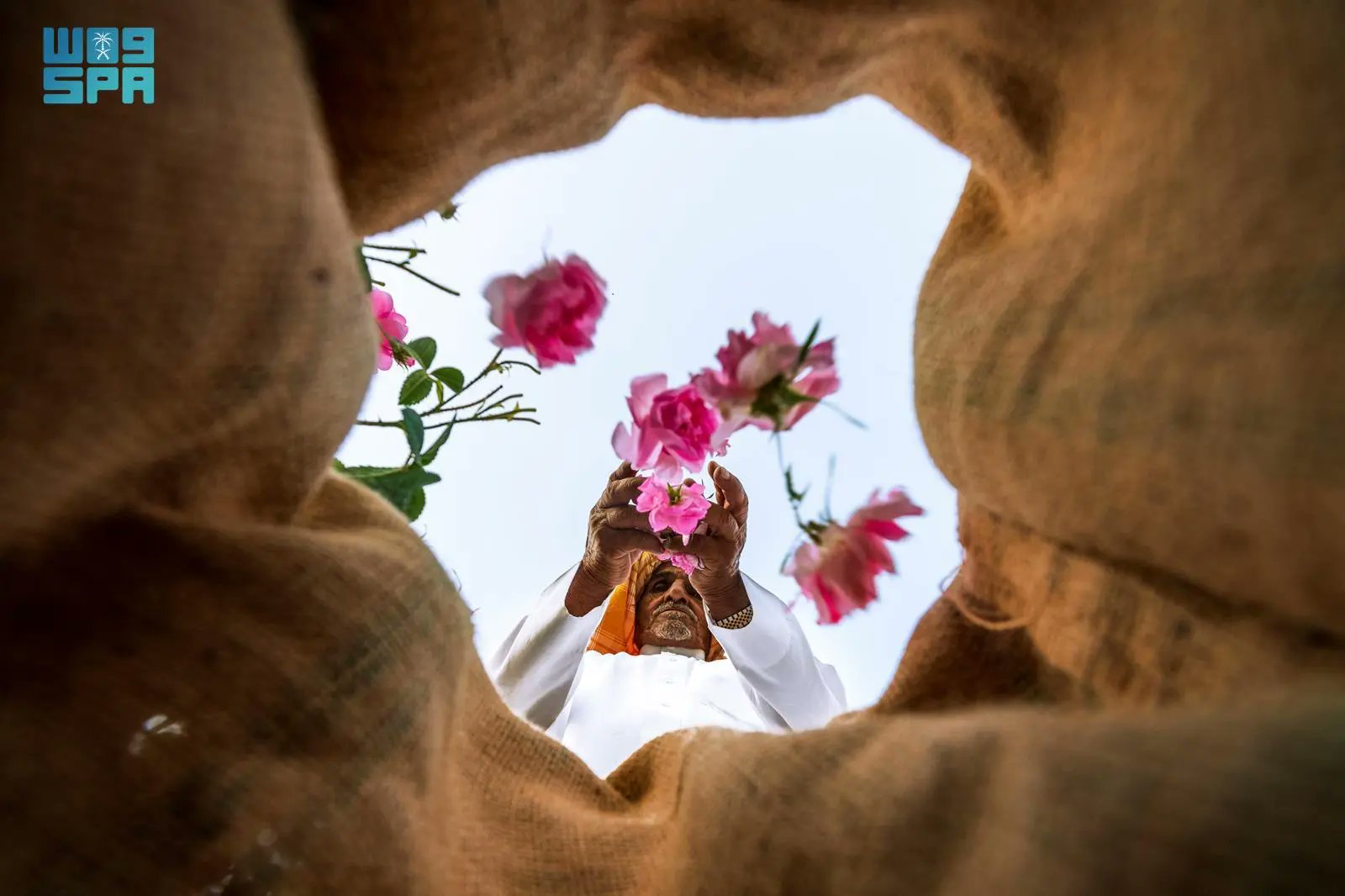 Taif roses have secured a place on UNESCO’s Intangible Cultural Heritage list. (SPA)