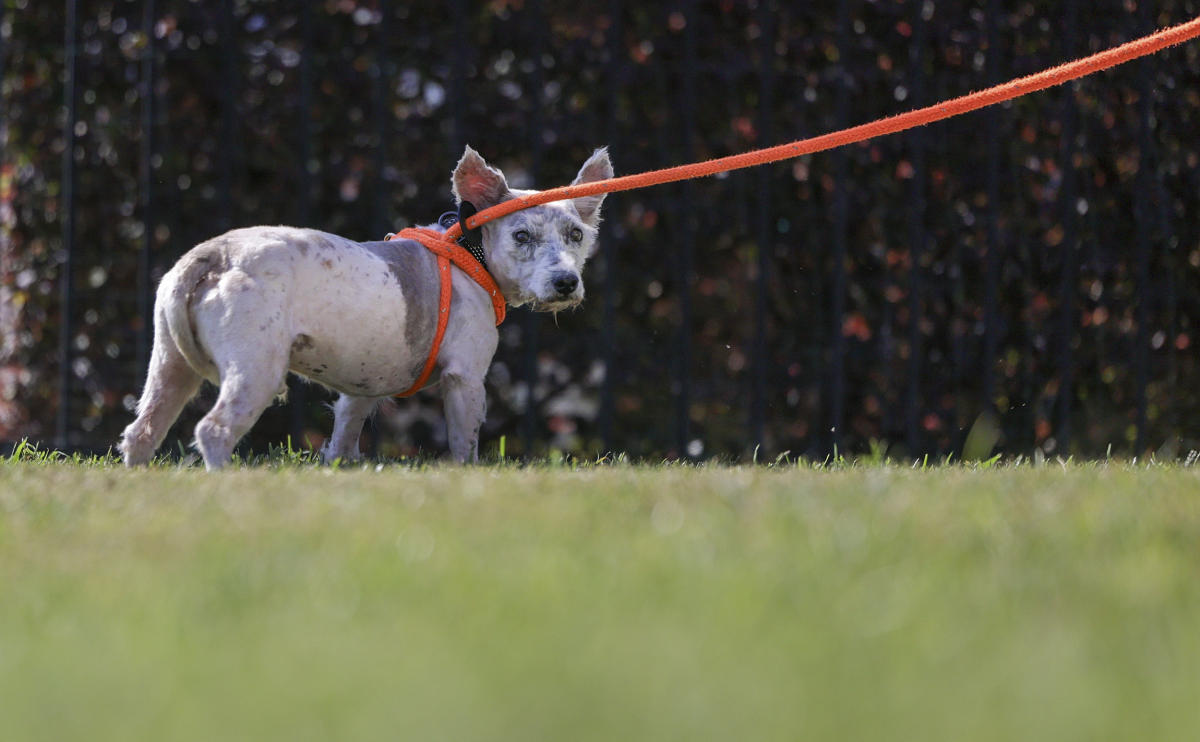 Puppy love as Czech prison inmates train assistance dogs
