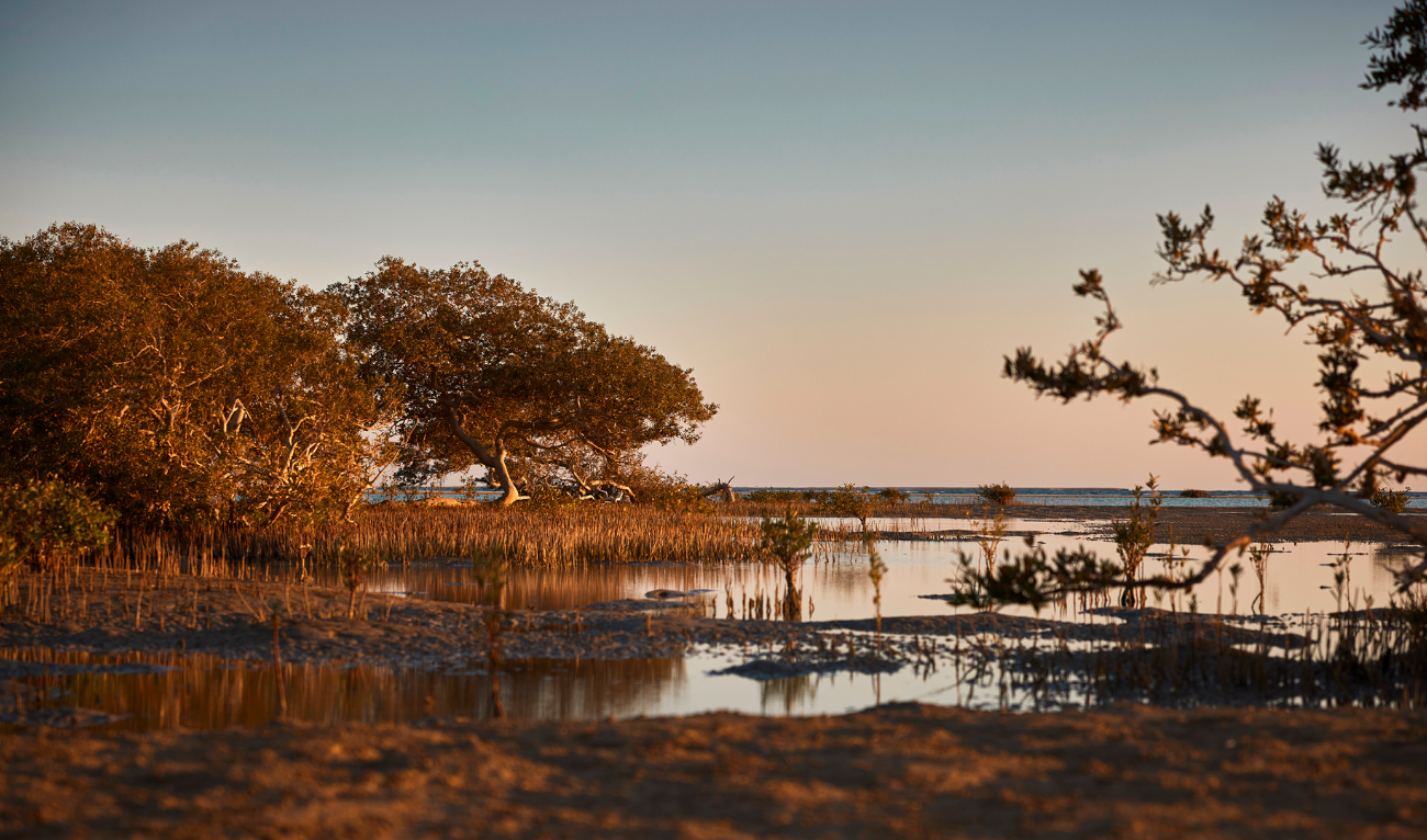 Imbalanced ecosystems and biodiversity loss, driven by habitat destruction, pollution, or climate change, are key challenges the Saudi Green Initiative is tackling to mitigate their environmental, economic, and social impacts. (SGI)